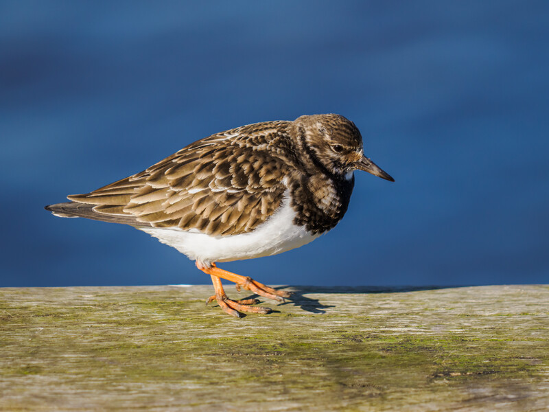 Small shorebird with mottled brown plumage and white underside standing on moss-covered rock against blue water background.