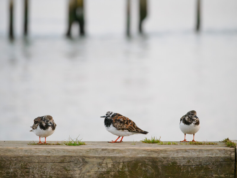 Three small shorebirds perched on a weathered wooden rail with blurred water and posts in the background.