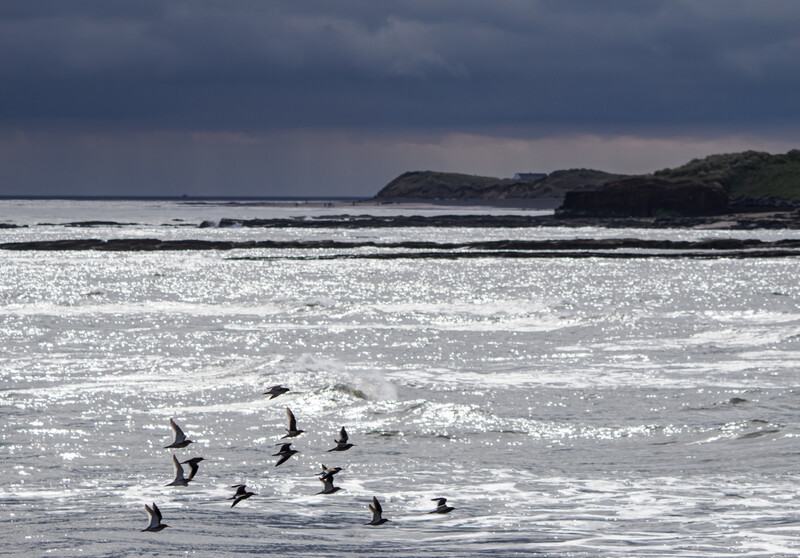 Flock of birds in flight over ocean waves with forested headland in background.