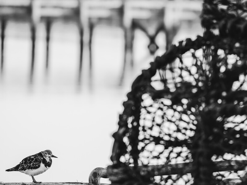 Small shorebird standing on sand with fishing net in soft focus background.