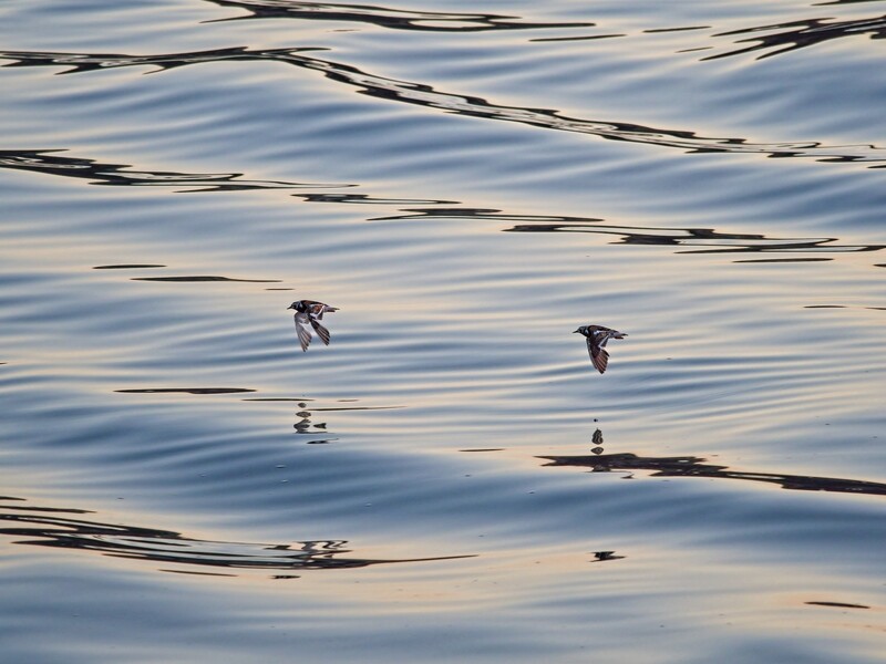 Several shorebirds in flight over calm water with rippled reflections.