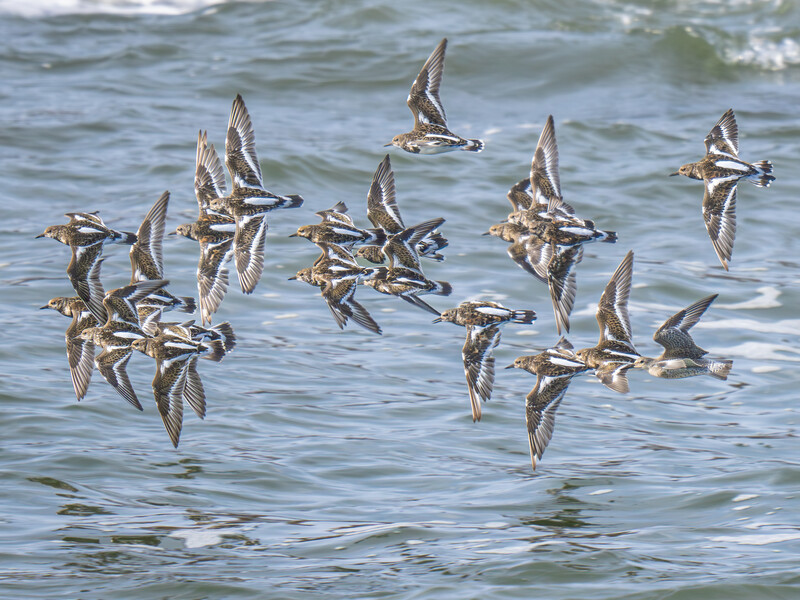 Flock of shorebirds in flight over ocean waves during daylight.
