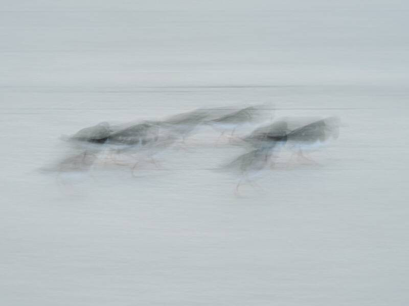 Two fish rendered with motion blur against a light gray background.