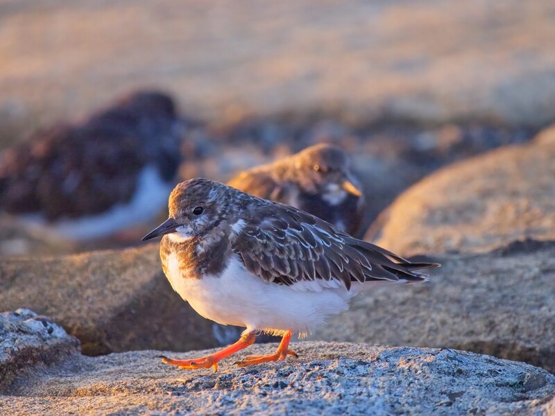 Small shorebird with mottled brown and white plumage standing on rocky beach at golden hour.