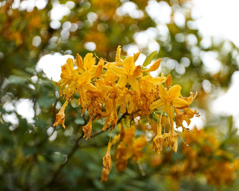 Bright yellow flower clusters with delicate petals against soft-focused green foliage and bokeh background.