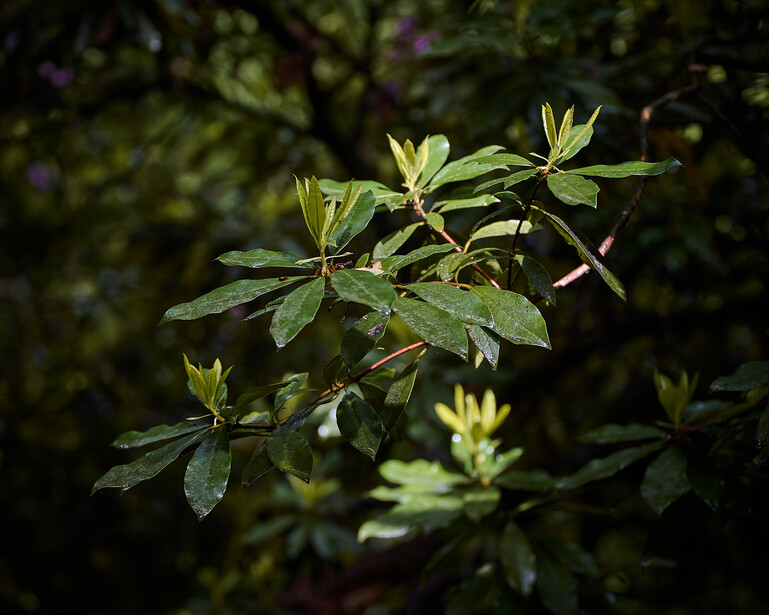 Young plant stems with compound leaves and budding flower clusters backlit by soft natural light.