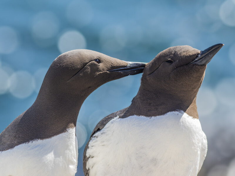 Two Galápagos penguins in close profile, one touching the other's beak with affectionate contact.
