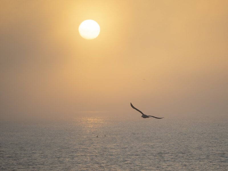 A lone seabird glides across a hazy ocean horizon at sunrise, with the sun a bright orb above the misty seascape.