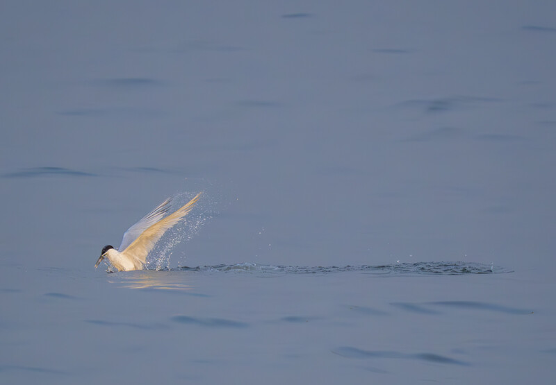 A bird diving headfirst into calm water with wings spread, captured in golden side lighting.