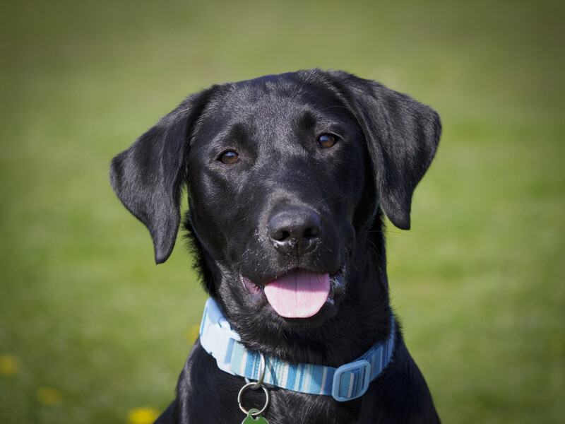 Black Labrador Retriever with light blue striped collar facing camera against blurred green background.
