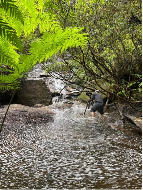 Rocky stream flowing through lush tropical forest canopy with ferns and overhanging branches.