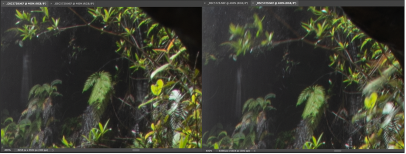 Side-by-side comparison of the same jungle foliage scene with different exposure or processing treatments.