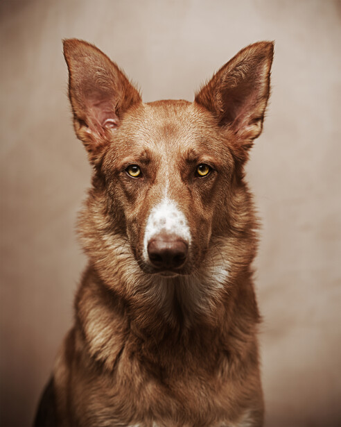 Brown and white dog with alert expression and pointed ears against neutral beige background.