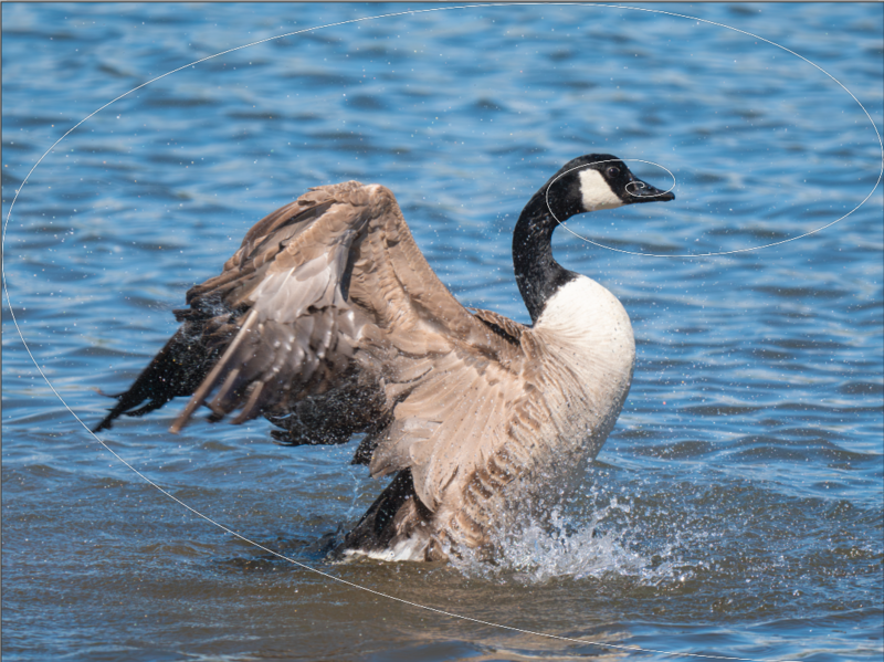 Canada goose wading in shallow water with wings partially extended.