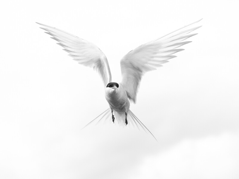 White tern in flight against a clear sky, wings spread wide with dark eye visible.