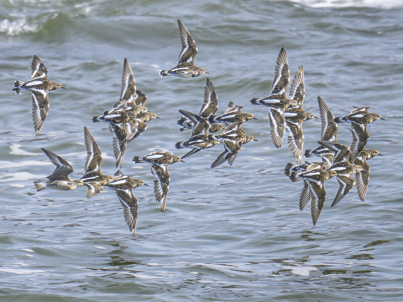 Flock of shorebirds in flight over shallow ocean water with dynamic wing positions.