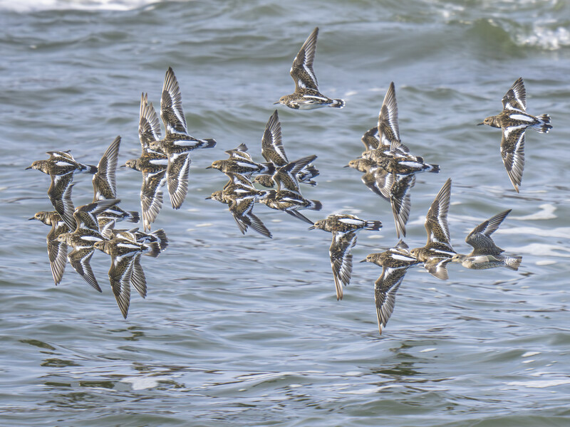 A flock of shorebirds in flight over ocean waves, captured mid-movement with wings spread.