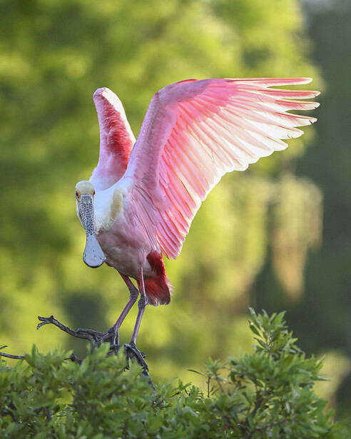 Roseate Spoonbill with wings raised, displaying pink plumage while standing on vegetation in shallow water.