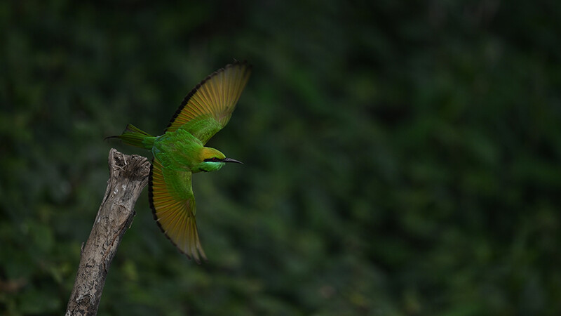 Green bee-eater in flight, wings spread, perched on a bare branch against dark foliage.