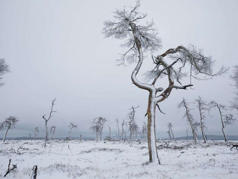 Branches at the edge of the frame could be avoided by making your distance to the subject larger, while zooming in.