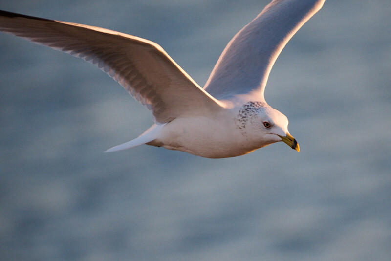 Seagull in flight with wings spread, captured against a cloudy sky with warm golden light on its feathers.