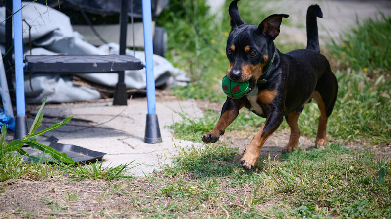 Black and tan dog with green collar running toward camera across grass near blue agility equipment.