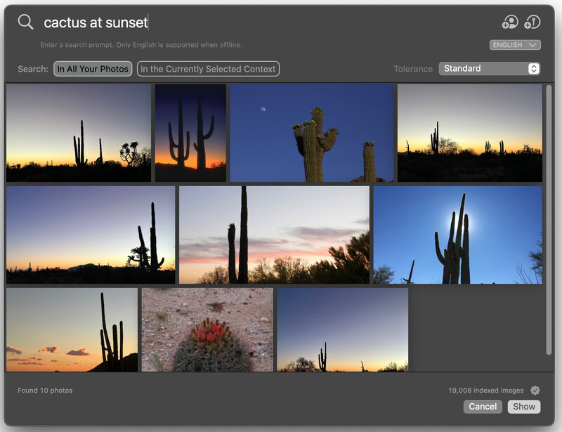 Screenshot of a search results grid displaying twelve photographs of saguaro cacti at sunset and dusk.