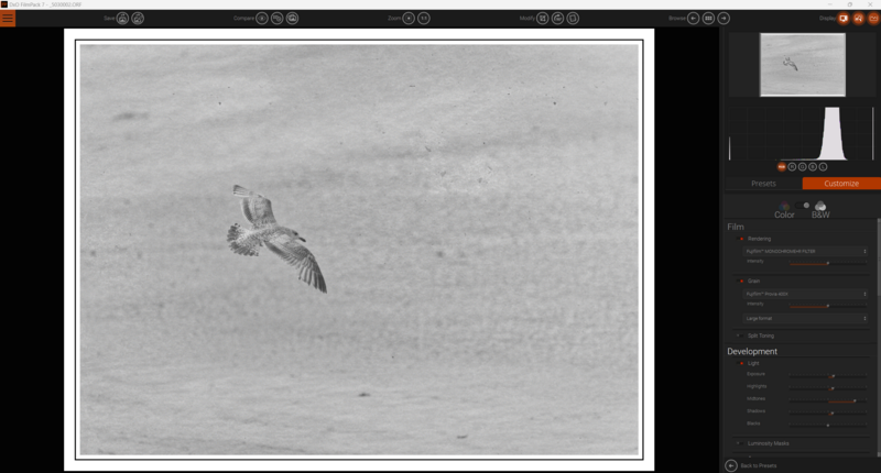 Bird in flight captured against textured sky in black and white photography.