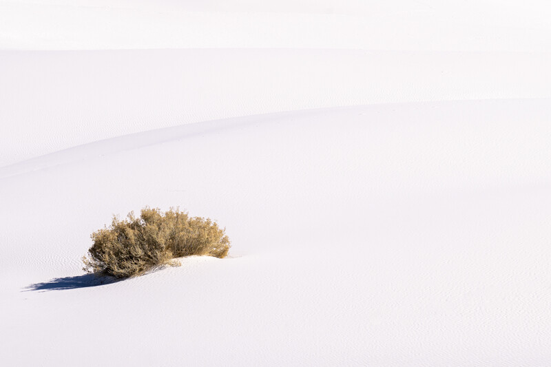 Solitary dried shrub casting a long shadow across smooth white sand dunes.