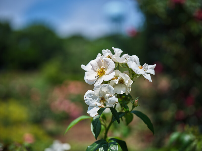 Fujifilm GFX 100S II &amp; 55mm, 1/2000, f/1.7, ISO40