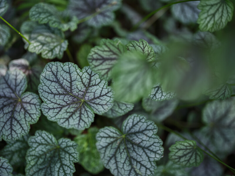 Fujifilm GFX 100S II &amp; 55mm, 1/200, f/1.7, ISO 200