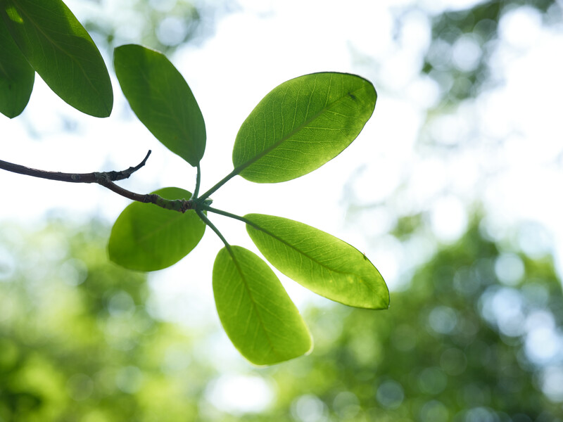 Fujifilm GFX 100S II &amp; 55mm, 1/250, f/4, ISO 250