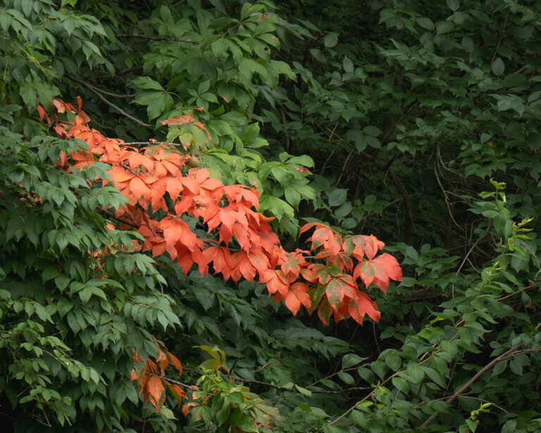 telephoto image of red leaves against green tree