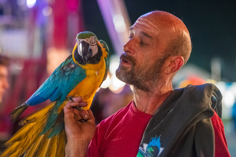 Man holding a blue and yellow macaw at night, looking at the bird with soft focus stage lighting in background.