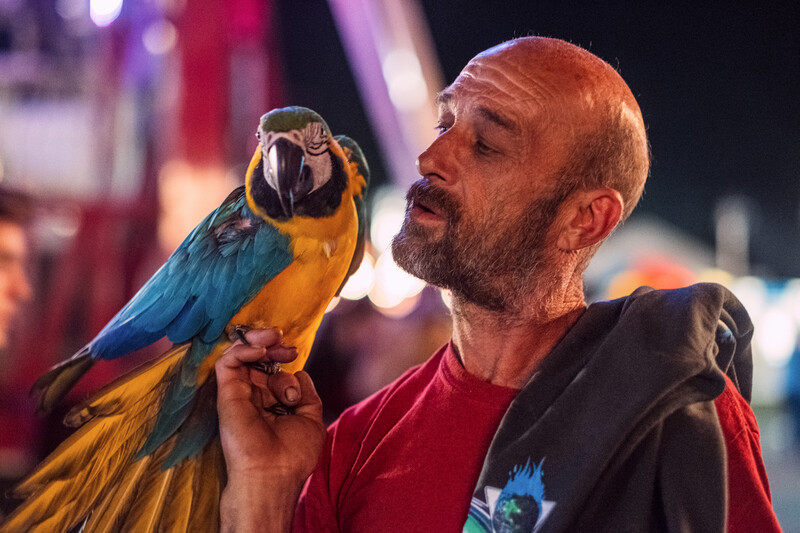Man holding a blue and gold macaw, looking upward in soft evening light.