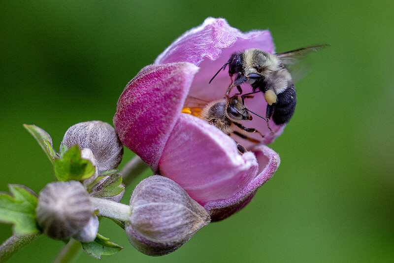 This tight crop is still a 6 megapixel image. 45 Megapixels of resolution allows for a lot of freedom to make the image exactly what you'd like it to be after the fact.