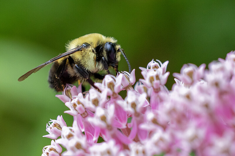 Spot focus helped me get just the right spot in focus for this bumble bee.