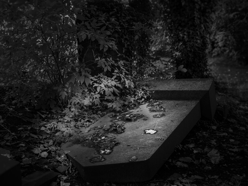 Overgrown wooden platform surrounded by dense vegetation in monochrome forest setting.