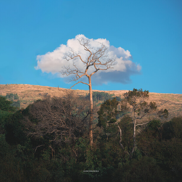 Tall tree with bare branches rising above dense forest against blue sky with white cloud.