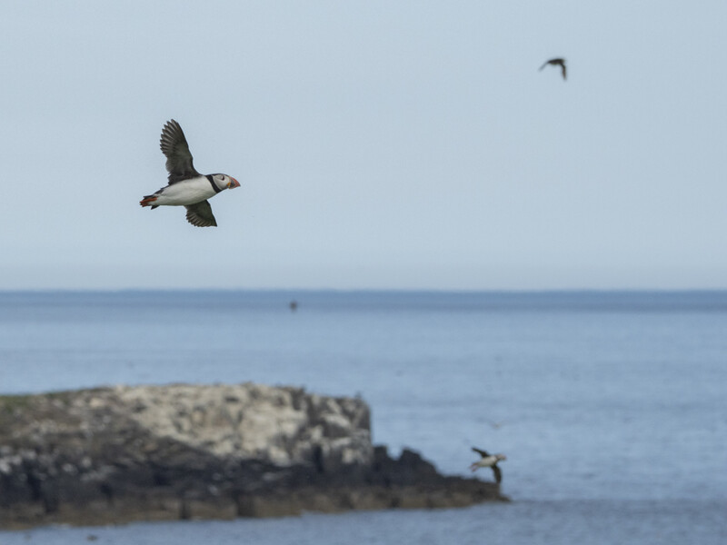 Puffin in flight over rocky outcrop and calm ocean water.