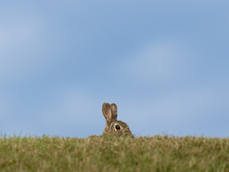 Brown rabbit sitting upright in a grassy field against a blue sky.