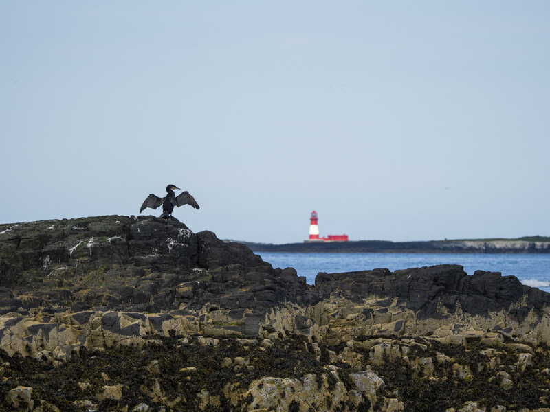 Silhouetted figure with wings perched on dark rocky outcrop overlooking coastal waters and a red-and-white vessel in the distance.