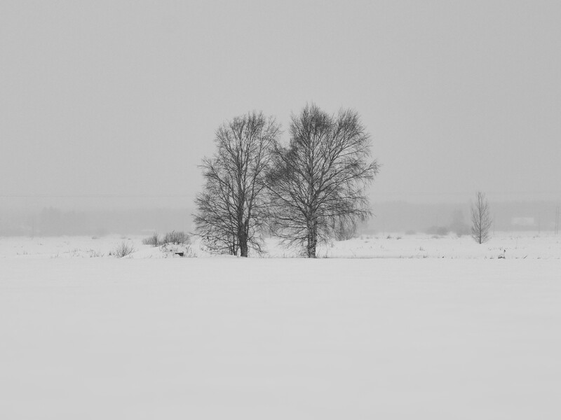 Bare trees standing in a snow-covered field under overcast winter sky.