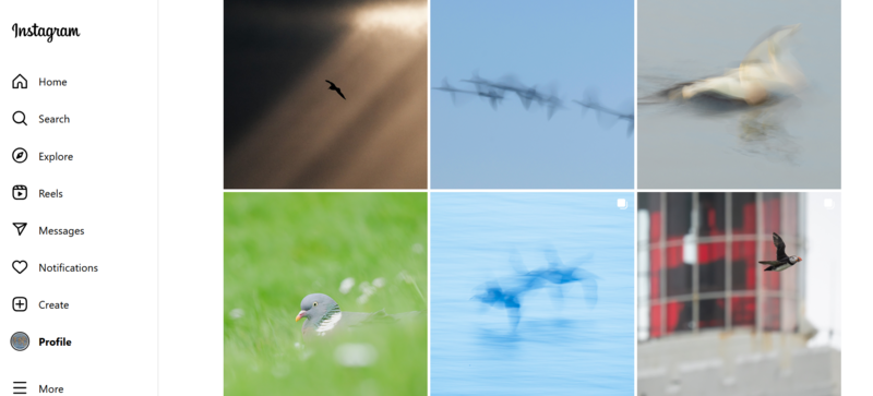 Screenshot of Instagram feed showing six posts featuring birds in flight and a bird on grass against various sky and architectural backdrops.