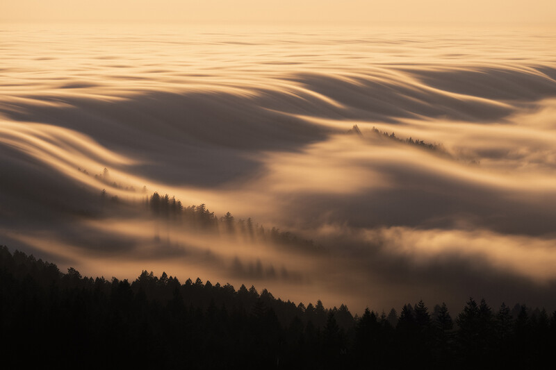 Rolling fog layers over a forested valley with dramatic golden sunlight casting shadows across the mist.