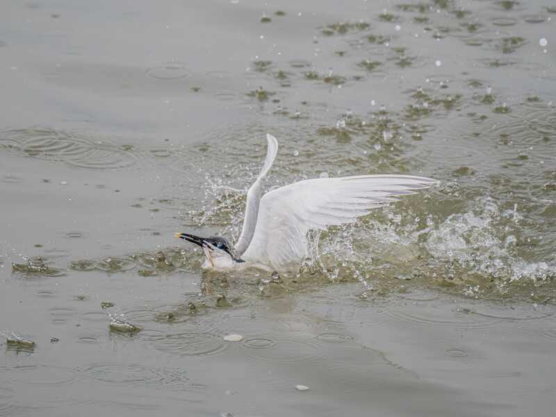 White egret landing in shallow water with wings spread, creating splash.
