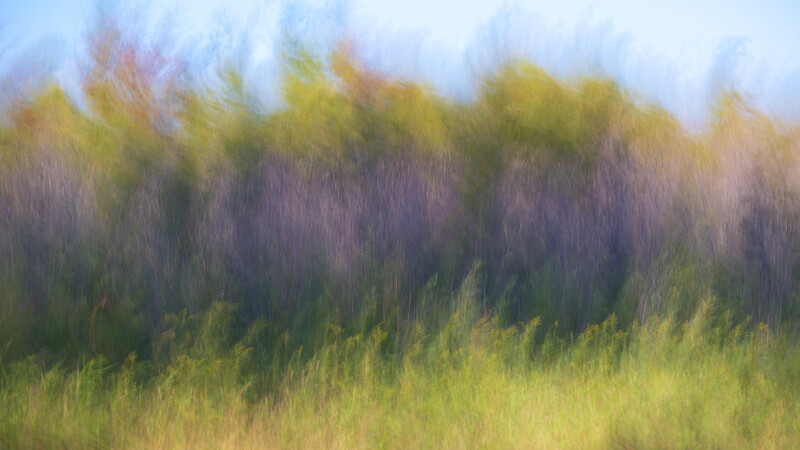 Motion-blurred forest treeline with layered silhouettes in green and purple tones.