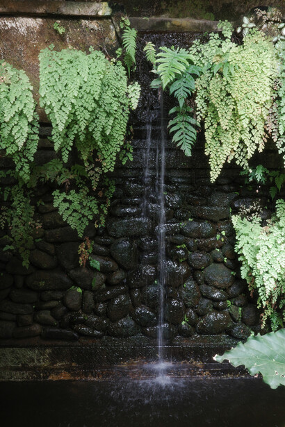 Small waterfall cascading over dark rocks surrounded by lush green hanging ferns and foliage.