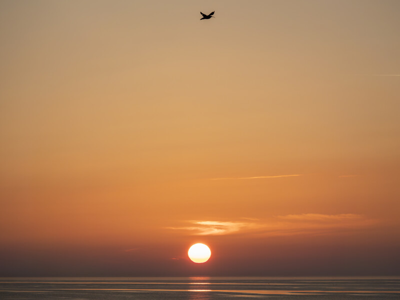 Golden sun sitting on the horizon at sunset over calm water with a bird flying overhead.