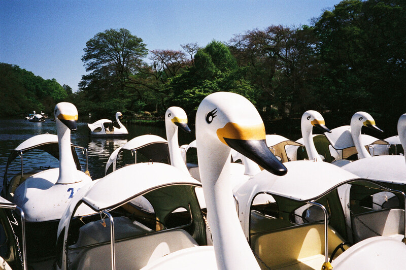 Multiple white swans with yellow and black markings gathered on pedal boats on a lake surrounded by trees.